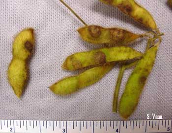  Anthracnose 1 image