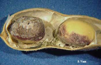Purple Seed Stain image