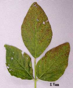 Cercospora Leaf Blight image