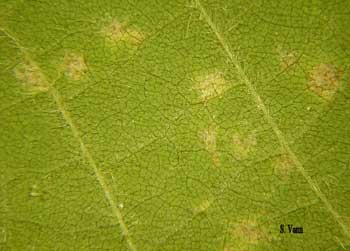 Downy Mildew image