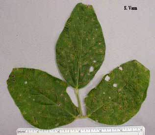 Frogeye Leaf Spot image