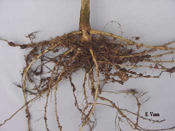 Root Knot Nematode image