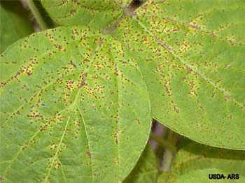 Asian Soybean Rust 2 image