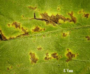  Bacterial Blight image