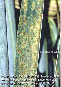 Leaf Rust image 