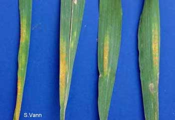 Stripe Rust 1 image 