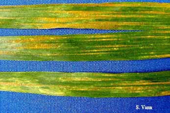 Stripe Rust 2 image 