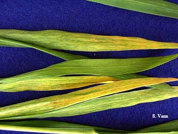 Wheat Soil Borne Wheat Mosaic image 