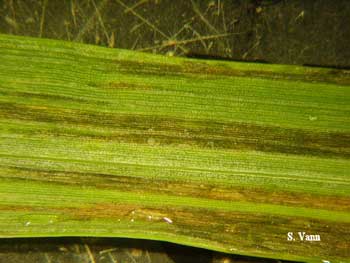 Bacterial Stripe image 