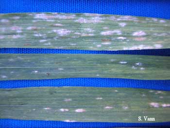 Powdery Mildew image 