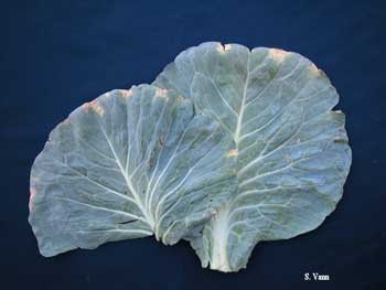 Cabbage Black Rot Disease
