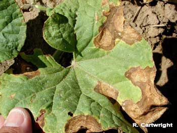 Gummy Stem Blight image