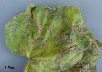 Anthracnose image