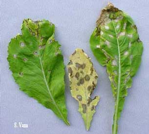 Cercospora Leaf Spot image