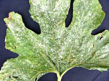 powdery substance covering leaf
