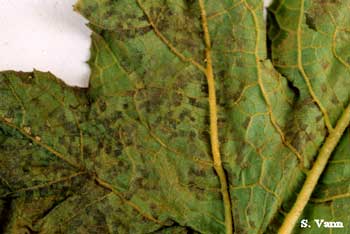 underside of leaf with dark brown stippling