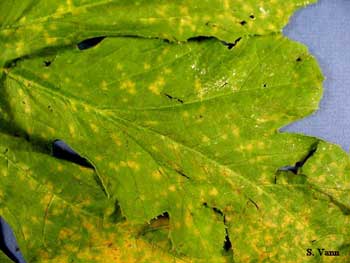 top of pumpkin leaf with faded yellow spots