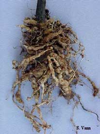 Root Knot Nematode image