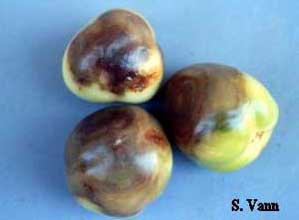 Buckeye Rot image