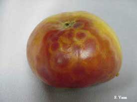 Tomato Spotted Wilt 1 image3