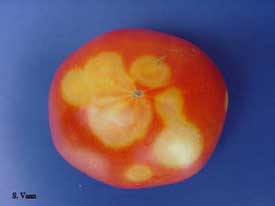 Tomato Spotted Wilt 5 image