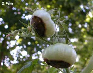 Blossom End Rot (non-infectious) image