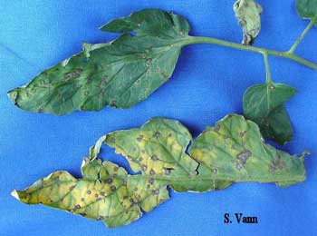 Septoria Leaf Spot image