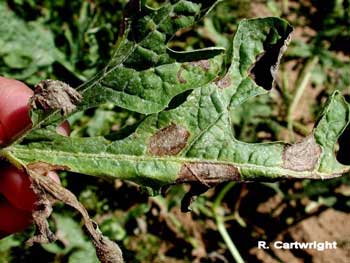 Gummy Stem Blight image