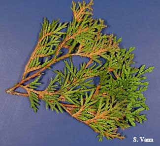 Twig Blight - Arborvitae image