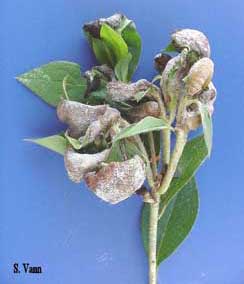  Leaf and Flower Gall - Azalea image