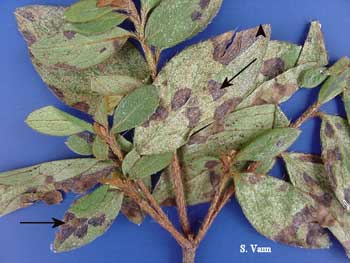  Cercospora Leaf Spot - Azalea image