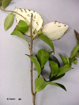  Leaf and Flower Gall - Camellia image