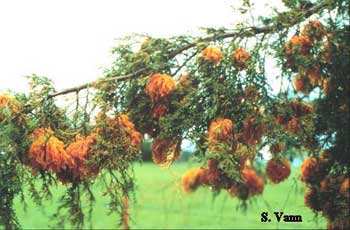 Cedar-Apple Rust image