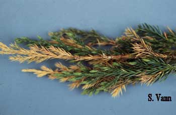 Twig Blight - Cedar Tree image