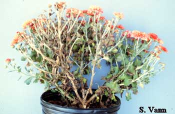 Chrysanthemum 1 image
