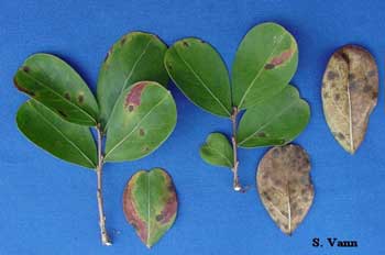  Cercospora Leaf Spot - Crapemyrtle image