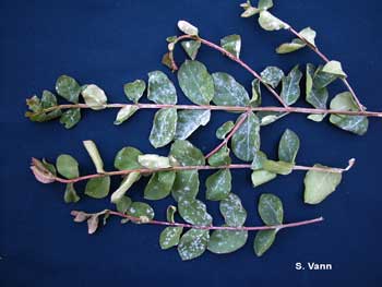  Nematode - Lamb's Ear image