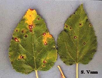  Cercospora Leaf Spot - Creeping Mulberry image