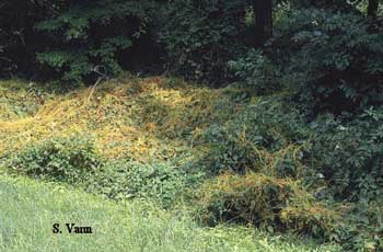 Dodder (parasitic plant) 2 image