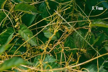 Dodder (parasitic plant) 1 image