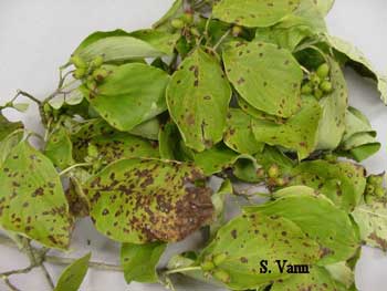  Anthracnose - Dogwood Tree image