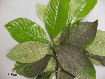  Sooty Mold - Gardenia image