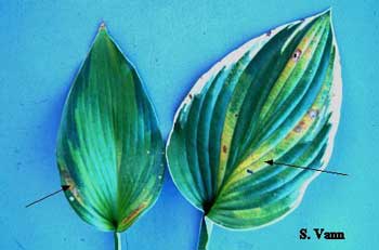 Foliar Nematode Hosta image