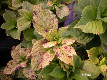  Cercospora Leaf Spot - Hydrangea image