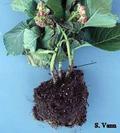 Crown Rot Hydrangea image