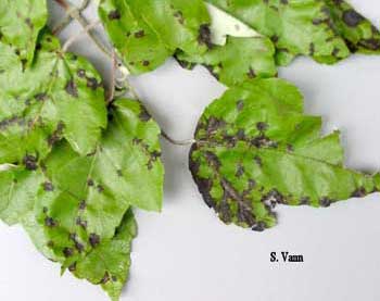  Anthracnose - Maple Tree image