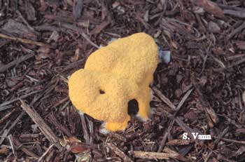  Slime Mold (non-pathogenic) - Mulch image