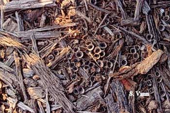  Bird's Nest Fungus (non-pathogenic) - Mulch 2 image