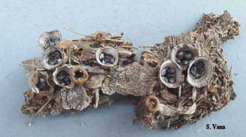  Bird's Nest Fungus (non-pathogenic) - Mulch 1 image