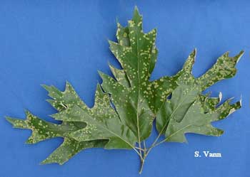  Leaf Blister - Oak Tree 2 image